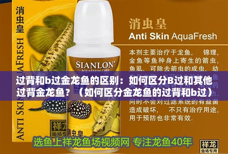 過背和b過金龍魚的區(qū)別：如何區(qū)分B過和其他過背金龍魚？（如何區(qū)分金龍魚的過背和b過）