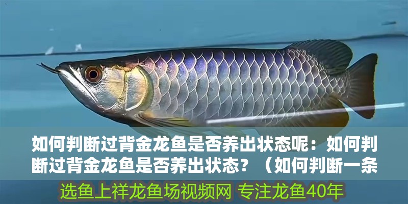 如何判斷過背金龍魚是否養出狀態呢：如何判斷過背金龍魚是否養出狀態？（如何判斷一條金龍魚是否養出了狀態）