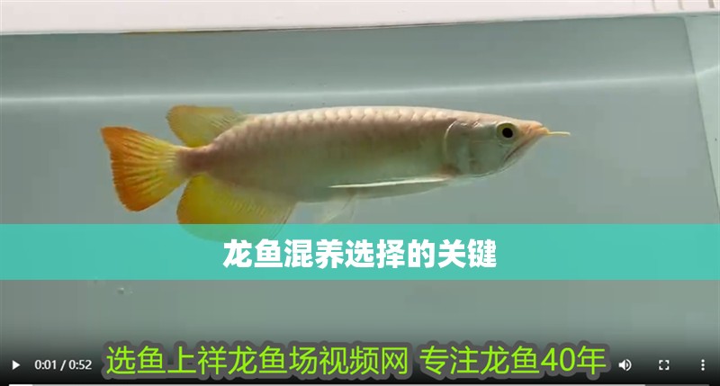 龍魚混養選擇的關鍵