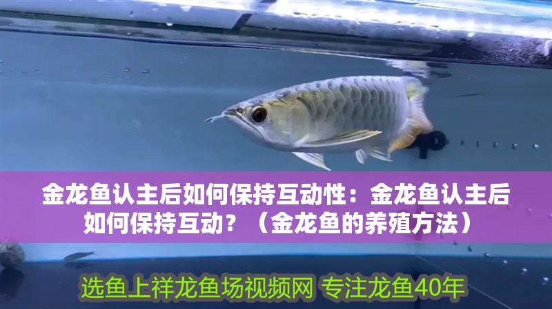 金龍魚認主后如何保持互動性：金龍魚認主后如何保持互動？（金龍魚的養殖方法）