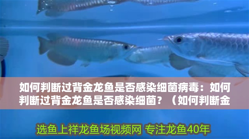 鸚鵡魚和銀龍魚混養(yǎng)怎樣喂食 如何判斷過背金龍魚是否感染細(xì)菌病毒:如何判斷過背金龍魚是否感染細(xì)菌?(如何判斷金龍魚是否感染了細(xì)菌) 水族問答 如何判斷過背金龍魚是否感染細(xì)菌病毒:如何判斷過背金龍魚是否感染細(xì)菌?(如何判斷金龍魚是否感染了細(xì)菌) 如何判斷過背金龍魚是否感染細(xì)菌病毒:如何判斷過背金龍魚是否感染細(xì)菌?(如何判斷金龍魚是否感染了細(xì)菌) 水族問答