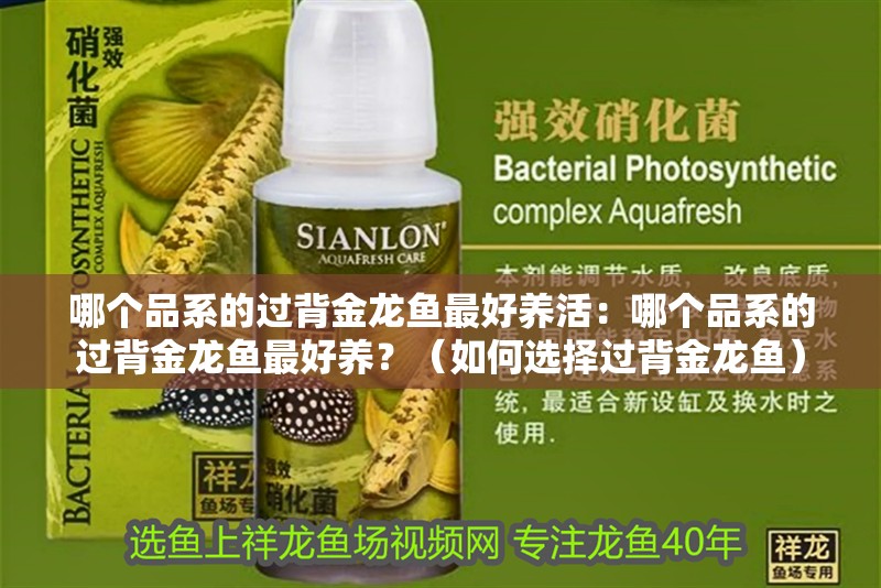 哪個品系的過背金龍魚最好養活：哪個品系的過背金龍魚最好養？（如何選擇過背金龍魚）