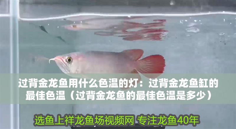 過背金龍魚用什么色溫的燈：過背金龍魚缸的最佳色溫（過背金龍魚的最佳色溫是多少）