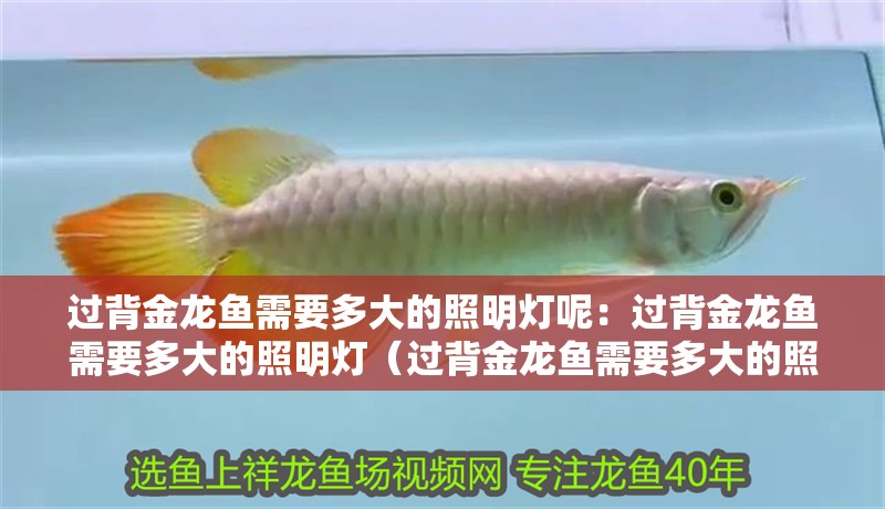 過背金龍魚需要多大的照明燈呢：過背金龍魚需要多大的照明燈（過背金龍魚需要多大的照明燈呢？）