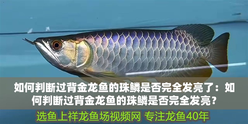 如何判斷過背金龍魚的珠鱗是否完全發(fā)亮了：如何判斷過背金龍魚的珠鱗是否完全發(fā)亮？