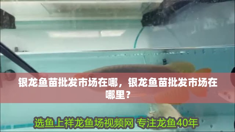銀龍魚苗批發市場在哪，銀龍魚苗批發市場在哪里？ 銀龍魚苗批發市場在哪，銀龍魚苗批發市場在哪里？ 觀賞魚百科