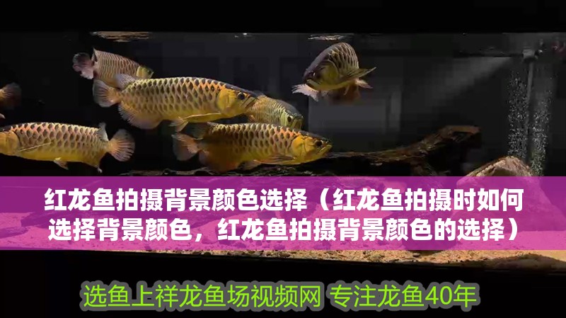 紅龍魚拍攝背景顏色選擇（紅龍魚拍攝時如何選擇背景顏色，紅龍魚拍攝背景顏色的選擇） 紅龍魚拍攝背景顏色選擇（紅龍魚拍攝時如何選擇背景顏色，紅龍魚拍攝背景顏色的選擇） 龍魚百科
