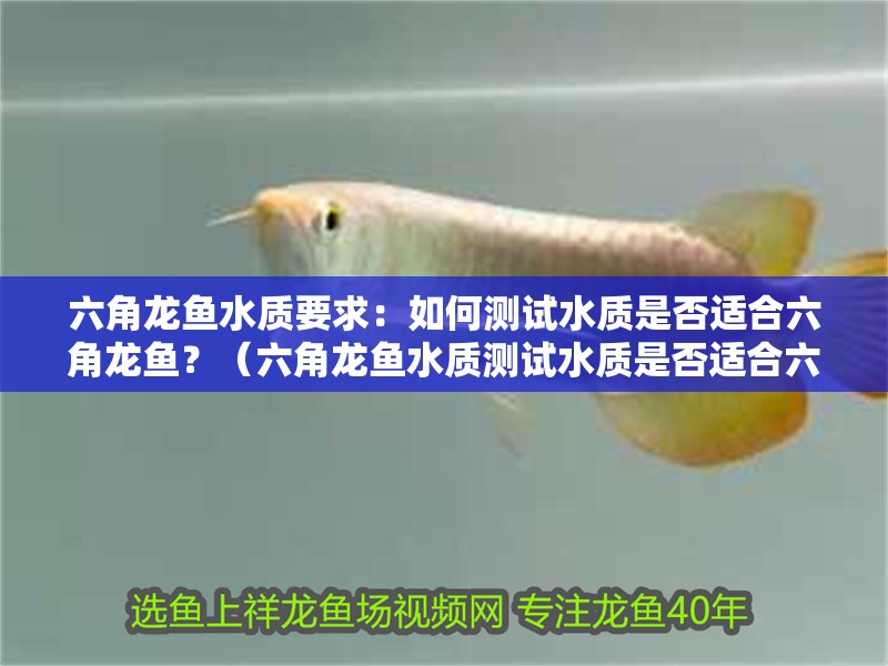 六角龍魚水質要求：如何測試水質是否適合六角龍魚？（六角龍魚水質測試水質是否適合六角龍魚的重金屬污染）