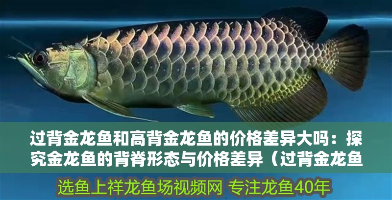 過背金龍魚和高背金龍魚的價格差異大嗎：探究金龍魚的背脊形態與價格差異（過背金龍魚和高背金龍魚的價格差異）