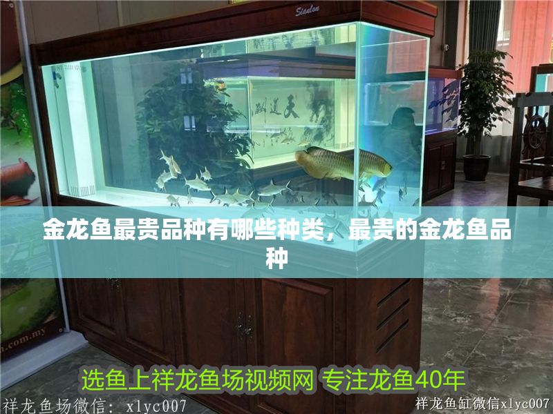 金龍魚最貴品種有哪些種類，最貴的金龍魚品種