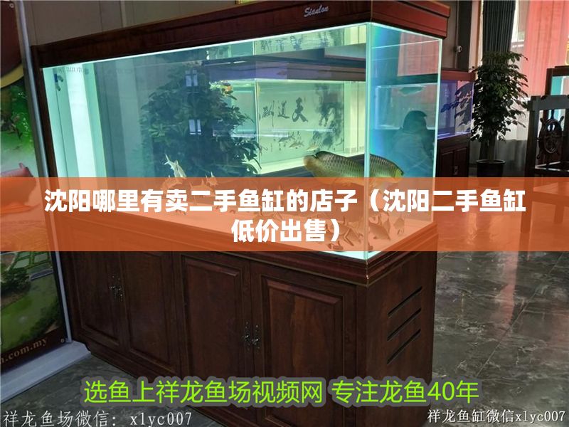 沈陽哪里有賣二手魚缸的店子(沈陽二手魚缸低價出售) 全國水族館企業名錄 第1張 沈陽哪里有賣二手魚缸的店子(沈陽二手魚缸低價出售) 沈陽哪里有賣二手魚缸的店子(沈陽二手魚缸低價出售) 全國水族館企業名錄 第1張