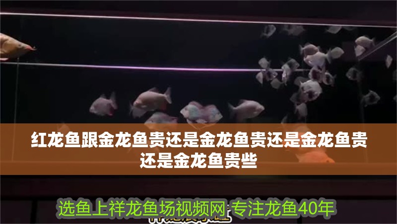 紅龍魚跟金龍魚貴還是金龍魚貴還是金龍魚貴還是金龍魚貴些 紅龍魚跟金龍魚貴還是金龍魚貴還是金龍魚貴還是金龍魚貴些 觀賞魚百科