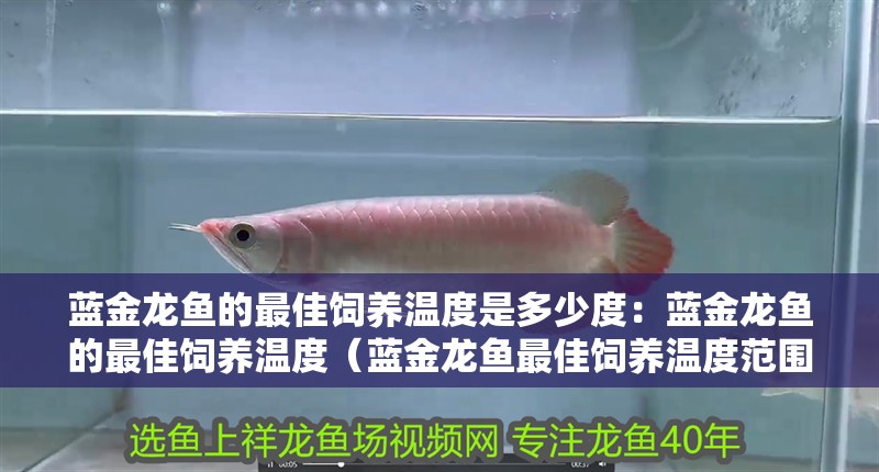 藍金龍魚的最佳飼養(yǎng)溫度是多少度：藍金龍魚的最佳飼養(yǎng)溫度（藍金龍魚最佳飼養(yǎng)溫度范圍）