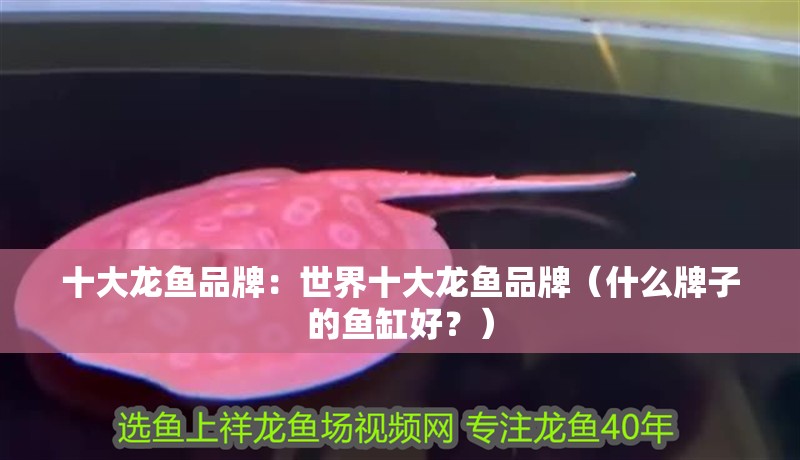 魚缸過濾器選購指南:自制魚缸過濾器魚缸上置過濾器對于養(yǎng)魚愛好者的必備知識 十大龍魚品牌:世界十大龍魚品牌(什么牌子的魚缸好?) 觀賞魚百科 十大龍魚品牌:世界十大龍魚品牌(什么牌子的魚缸好?) 十大龍魚品牌:世界十大龍魚品牌(什么牌子的魚缸好?) 觀賞魚百科