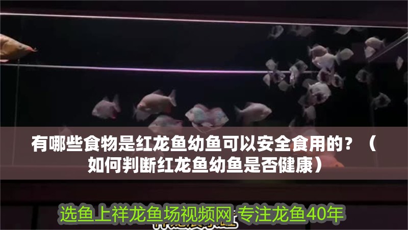 有哪些食物是紅龍魚幼魚可以安全食用的？（如何判斷紅龍魚幼魚是否健康）