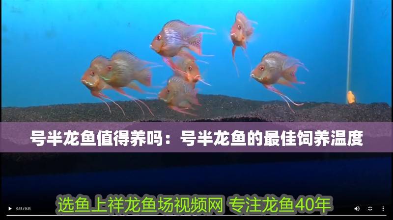 號半龍魚值得養(yǎng)嗎：號半龍魚的最佳飼養(yǎng)溫度
