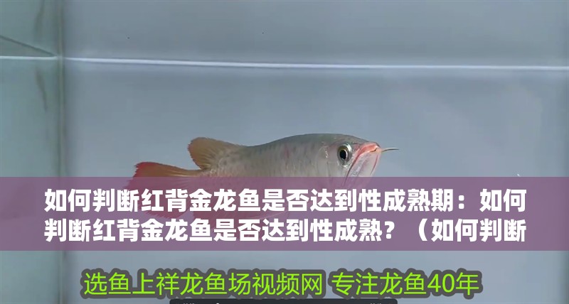 如何判斷紅背金龍魚(yú)是否達(dá)到性成熟期：如何判斷紅背金龍魚(yú)是否達(dá)到性成熟？（如何判斷紅背金龍魚(yú)是否達(dá)到性成熟） 如何判斷紅背金龍魚(yú)是否達(dá)到性成熟期：如何判斷紅背金龍魚(yú)是否達(dá)到性成熟？（如何判斷紅背金龍魚(yú)是否達(dá)到性成熟） 水族問(wèn)答