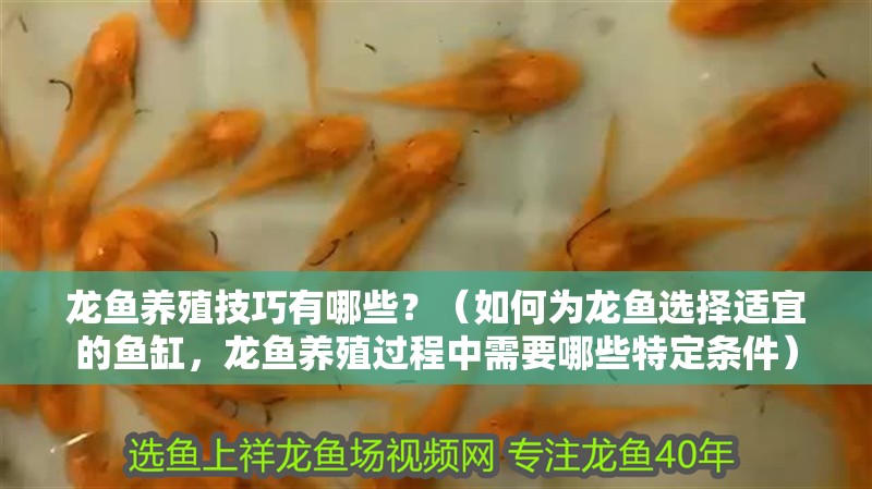 龍魚養(yǎng)殖技巧有哪些？（如何為龍魚選擇適宜的魚缸，龍魚養(yǎng)殖過程中需要哪些特定條件）