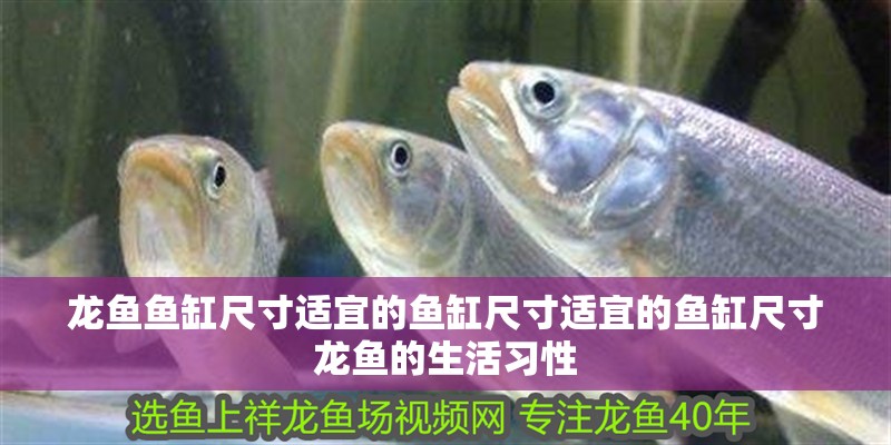龍魚(yú)魚(yú)缸尺寸適宜的魚(yú)缸尺寸適宜的魚(yú)缸尺寸龍魚(yú)的生活習(xí)性