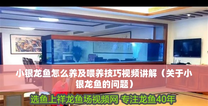 小銀龍魚怎么養(yǎng)及喂養(yǎng)技巧視頻講解（關于小銀龍魚的問題）