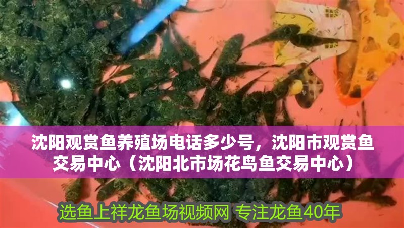 沈陽觀賞魚養殖場電話多少號，沈陽市觀賞魚交易中心（沈陽<strong><mark>北市</mark></strong>場花鳥魚交易中心）