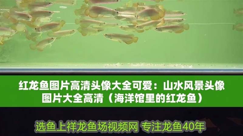 紅龍魚圖片高清頭像大全可愛：山水風景頭像圖片大全高清（海洋館里的紅龍魚） 紅龍魚圖片高清頭像大全可愛：山水風景頭像圖片大全高清（海洋館里的紅龍魚） 觀賞魚百科