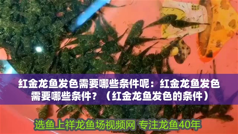 紅金龍魚發色需要哪些條件呢：紅金龍魚發色需要哪些條件？（紅金龍魚發色的條件） 紅金龍魚發色需要哪些條件呢：紅金龍魚發色需要哪些條件？（紅金龍魚發色的條件） 水族問答