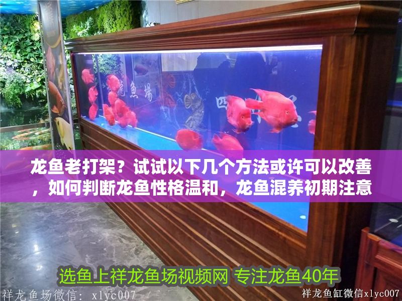 龍魚老打架？試試以下幾個方法或許可以改善，如何判斷龍魚性格溫和，龍魚混養初期注意事項，改善龍魚水質的具體措施