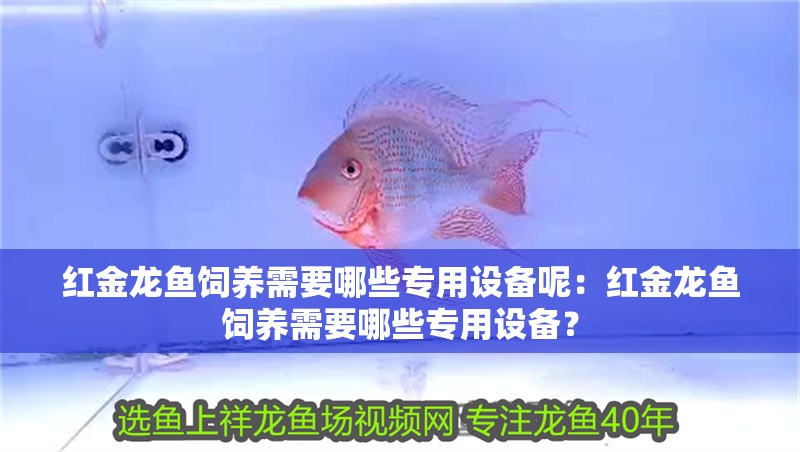 紅金龍魚飼養需要哪些專用設備呢：紅金龍魚飼養需要哪些專用設備？