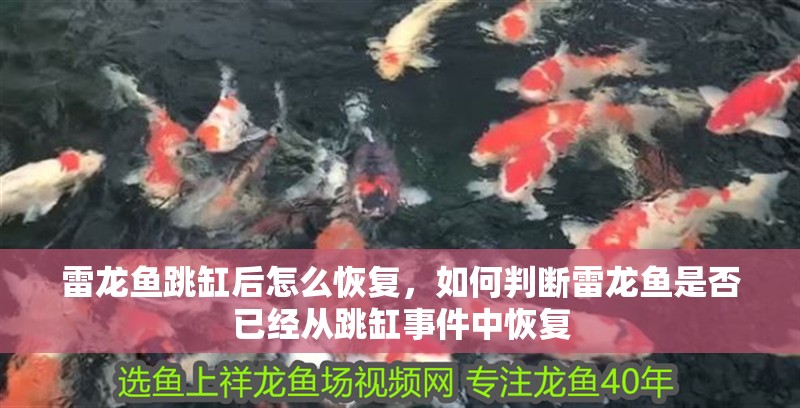 龍魚干蝦有營養嗎 雷龍魚跳缸后怎么恢復,如何判斷雷龍魚是否已經從跳缸事件中恢復 觀賞魚百科 雷龍魚跳缸后怎么恢復,如何判斷雷龍魚是否已經從跳缸事件中恢復 雷龍魚跳缸后怎么恢復,如何判斷雷龍魚是否已經從跳缸事件中恢復 觀賞魚百科