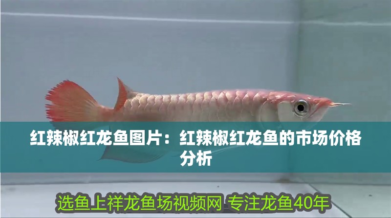 紅辣椒紅龍魚圖片：紅辣椒紅龍魚的市場價格分析