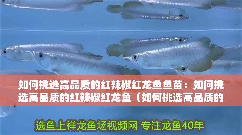 如何挑選高品質的紅辣椒紅龍魚魚苗：如何挑選高品質的紅辣椒紅龍魚（如何挑選高品質的紅辣椒紅龍魚）