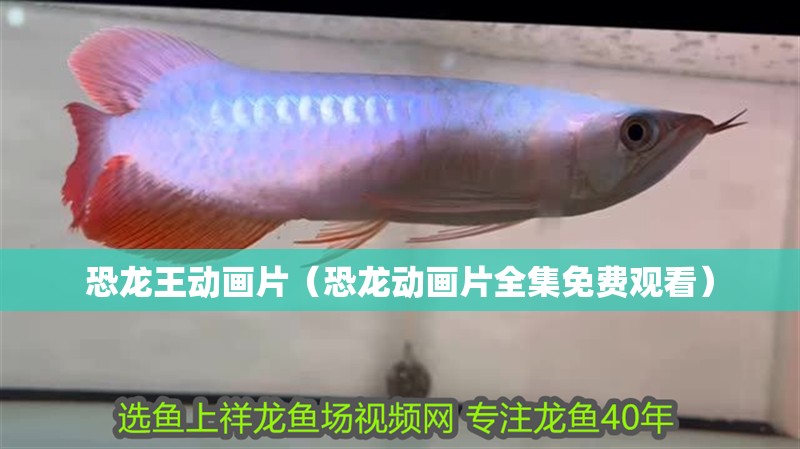 恐龍王動畫片（恐龍動畫片全集免費觀看）