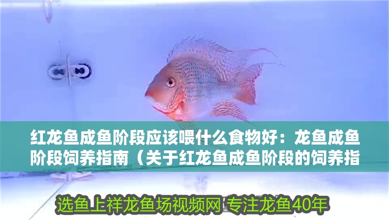 紅龍魚成魚階段應該喂什么食物好：龍魚成魚階段飼養指南（關于紅龍魚成魚階段的飼養指南）