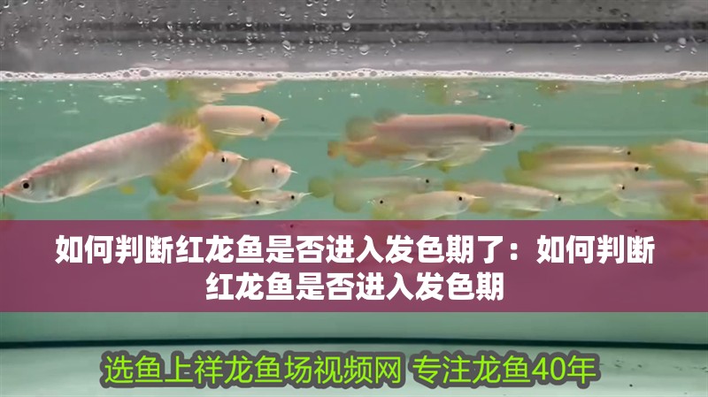 如何判斷紅龍魚是否進入發色期了：如何判斷紅龍魚是否進入發色期