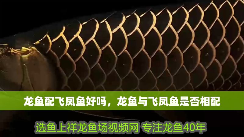 龍魚配飛鳳魚好嗎，龍魚與飛鳳魚是否相配