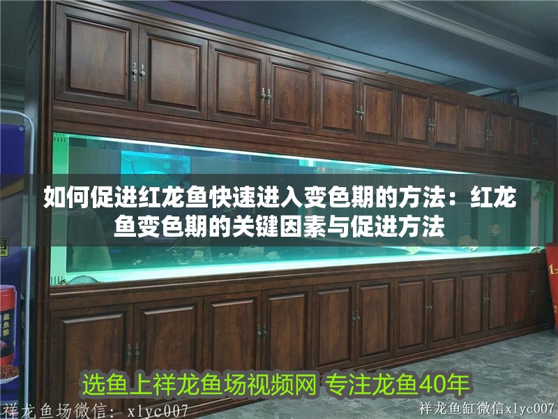 如何促進紅龍魚快速進入變色期的方法：紅龍魚變色期的關鍵因素與促進方法
