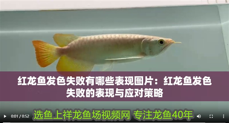 紅龍魚發(fā)色失敗有哪些表現(xiàn)圖片：紅龍魚發(fā)色失敗的表現(xiàn)與應對策略