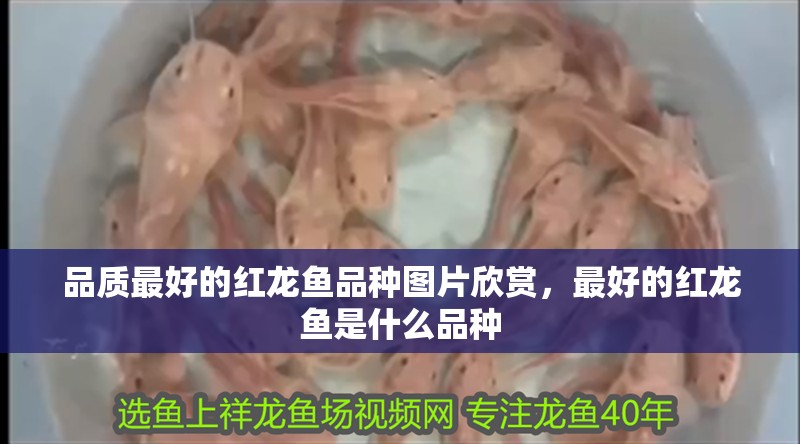 品質(zhì)最好的紅龍魚品種圖片欣賞，最好的紅龍魚是什么品種