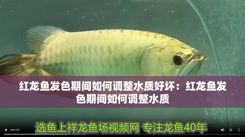 紅龍魚發色期間如何調整水質好壞：紅龍魚發色期間如何調整水質