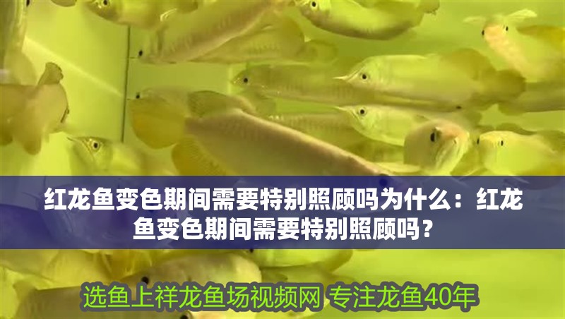 紅龍魚變色期間需要特別照顧嗎為什么：紅龍魚變色期間需要特別照顧嗎？