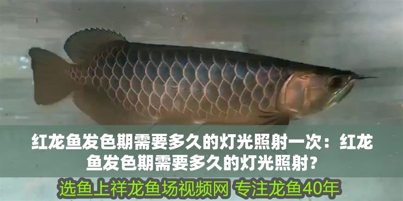紅龍魚發(fā)色期需要多久的燈光照射一次：紅龍魚發(fā)色期需要多久的燈光照射？