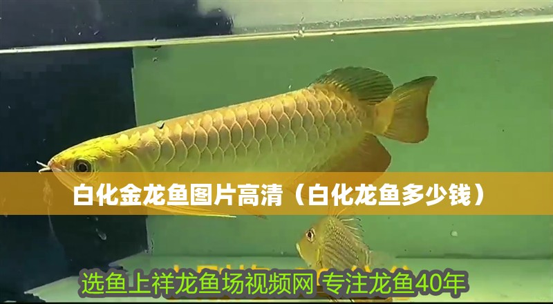 白化金龍魚圖片高清（白化龍魚多少錢）
