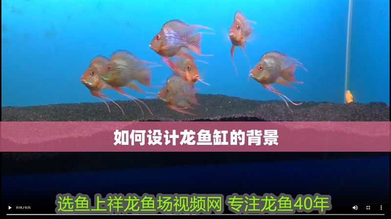 如何設計龍魚缸的背景 如何設計龍魚缸的背景 龍魚百科
