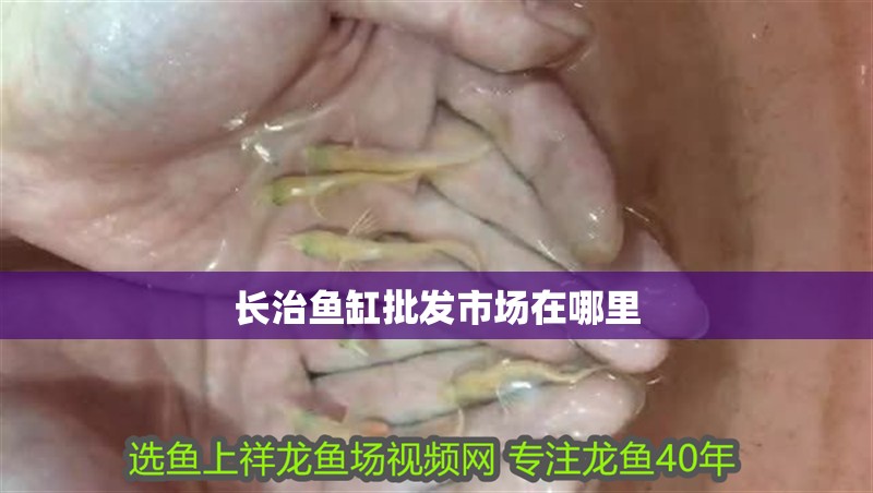 龍魚干蝦有營養嗎 長治魚缸批發市場在哪里 觀賞魚百科 長治魚缸批發市場在哪里 長治魚缸批發市場在哪里 觀賞魚百科