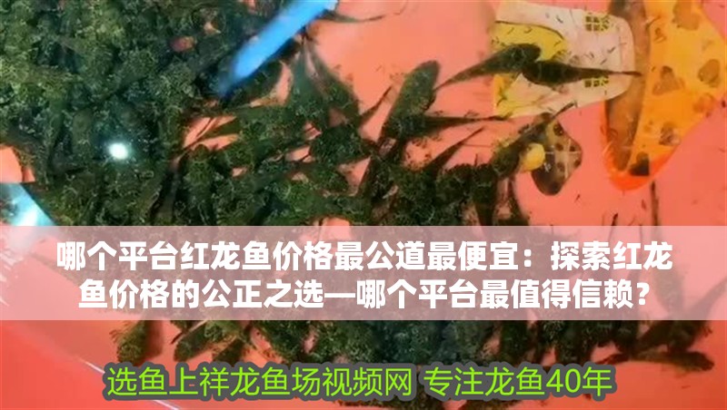 哪個平臺紅龍魚價格最公道最便宜：探索紅龍魚價格的公正之選—哪個平臺最值得信賴？ 哪個平臺紅龍魚價格最公道最便宜：探索紅龍魚價格的公正之選—哪個平臺最值得信賴？ 水族問答