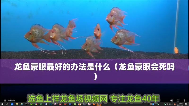 龍魚蒙眼最好的辦法是什么（龍魚蒙眼會死嗎）