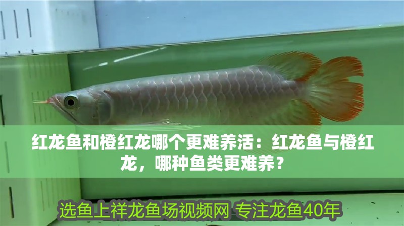 紅龍魚和橙紅龍哪個更難養活：紅龍魚與橙紅龍，哪種魚類更難養？