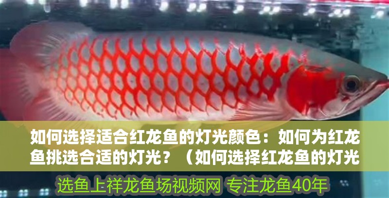 如何選擇適合紅龍魚的燈光顏色：如何為紅龍魚挑選合適的燈光？（如何選擇紅龍魚的燈光）