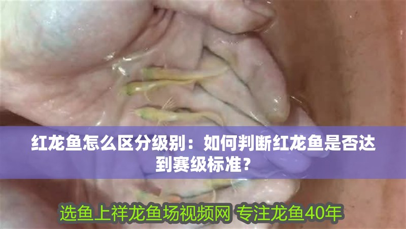 紅龍魚怎么區(qū)分級別：如何判斷紅龍魚是否達(dá)到賽級標(biāo)準(zhǔn)？